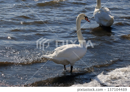 Swans on the shores of lake Yamanakako on a winter day in Yamanakako in Yamanashi Japan Swans on the shores of lake Yamanakako on a winter day in Yamanakako in Yamanashi Japan 137104489