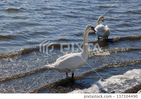 Swans on the shores of lake Yamanakako on a winter day in Yamanakako in Yamanashi Japan Swans on the shores of lake Yamanakako on a winter day in Yamanakako in Yamanashi Japan 137104490
