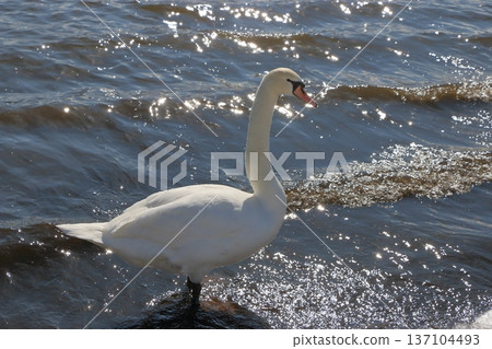 Swans on the shores of lake Yamanakako on a winter day in Yamanakako in Yamanashi Japan Swans on the shores of lake Yamanakako on a winter day in Yamanakako in Yamanashi Japan 137104493