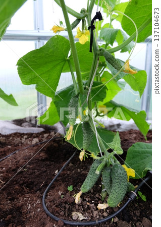 A green house with cucumbers growing 137104673