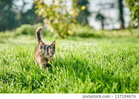 A cute baby cat kitten, playing and explorind the garden 137104674