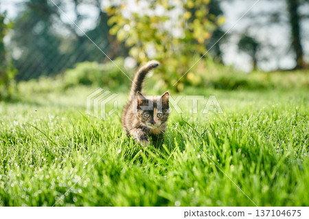 A cute baby cat kitten, playing and explorind the garden 137104675