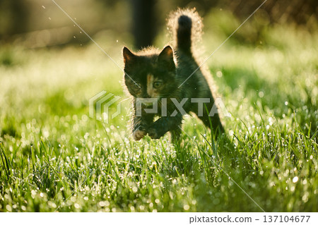 A cute baby cat kitten, playing and explorind the garden A cute baby cat kitten, playing and explorind the garden 137104677