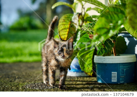 A cute baby cat kitten, playing and explorind the garden 137104679