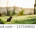 A cute baby cat kitten, playing and explorind the garden 137104682