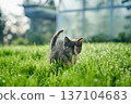A cute baby cat kitten, playing and explorind the garden 137104683