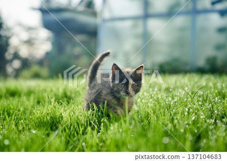 A cute baby cat kitten, playing and explorind the garden 137104683