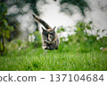 A cute baby cat kitten, playing and explorind the garden 137104684