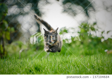 A cute baby cat kitten, playing and explorind the garden 137104684