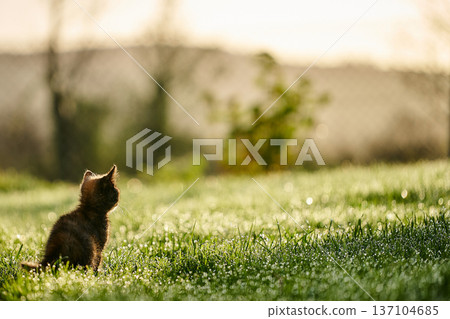 A cute baby cat kitten, playing and explorind the garden A cute baby cat kitten, playing and explorind the garden 137104685