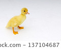 Ducling on white background full body 137104687