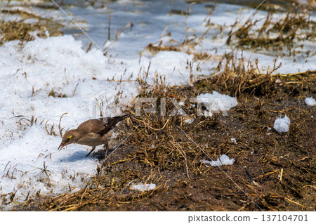 Wattled starling in the Ngorogoro crater 137104701
