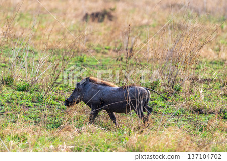 Warthog in the Serengeti 137104702