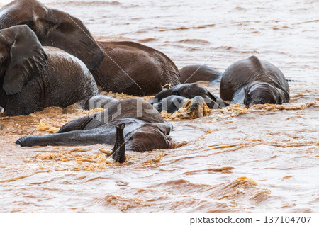 African elephant in Samburu National Reserve 137104707