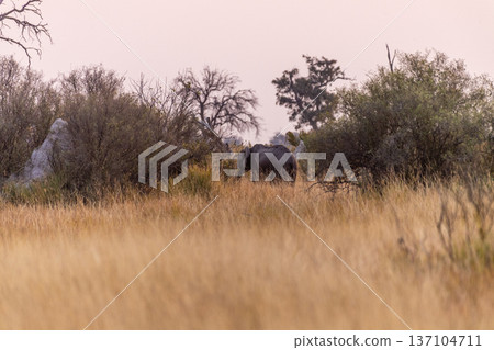 Elephant in the Okavango Elephant in the Okavango 137104711