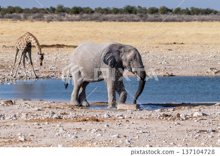 African Elephant drinking at a waterhole 137104728