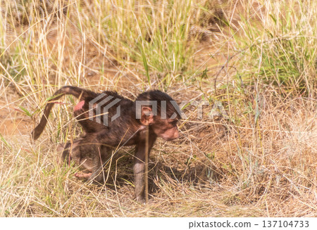 Baboons in Samburu national reserve Baboons in Samburu national reserve 137104733
