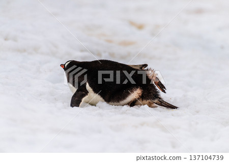Gentoo Penguin colony on Cuverville island 137104739
