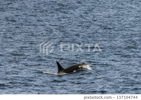 Killer whales in the Antarctic 137104744
