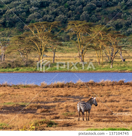 Zebra in Lake Nakuru National Park 137104745