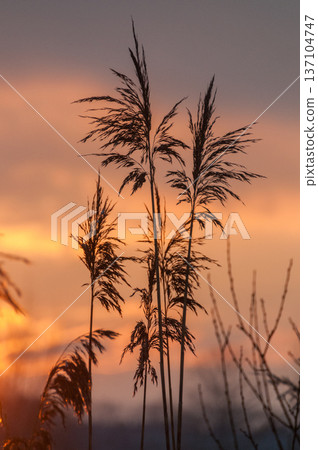 Evening impression 137104747