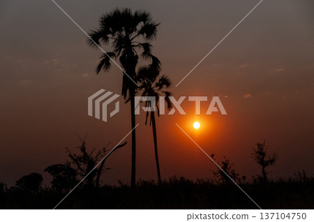 Sunset in the Okavango 137104750