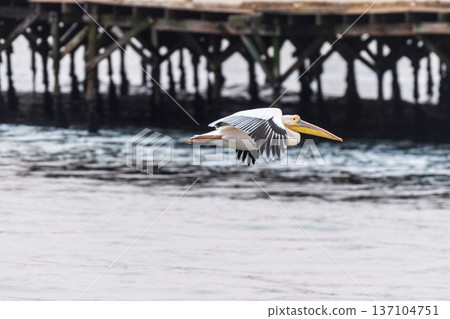 Pelican in Walvis Bay 137104751