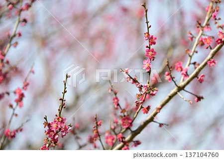 Red Plover Red Plum Blossoms Plum Blossoms Red Pink Spring February Red Plover Red Plum Blossoms Plum Blossoms Red Pink Spring February 137104760