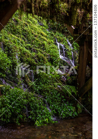 A tranquil stream flows between the verdant rock walls 137104806