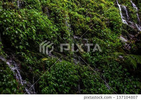 A tranquil stream flows between the verdant rock walls 137104807