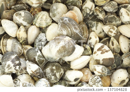 fresh clams fresh clams 137104828