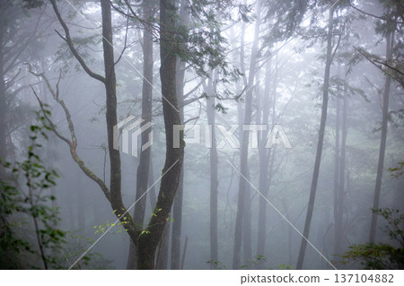 迷霧繚繞的深山森林 迷霧繚繞的深山森林 137104882