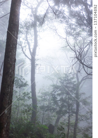 迷霧繚繞的深山森林 迷霧繚繞的深山森林 137104892