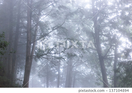 Deep mountain forest shrouded in mist Deep mountain forest shrouded in mist 137104894