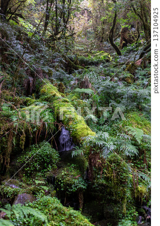 A carpet of lush moss and vegetation in the damp forest 137104925