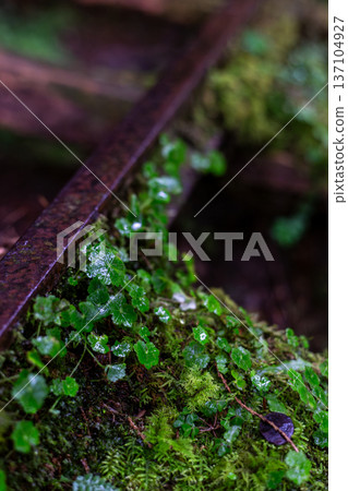 A carpet of lush moss and vegetation in the damp forest A carpet of lush moss and vegetation in the damp forest 137104927