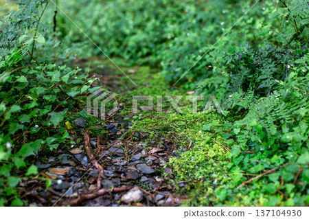 潮濕森林中繁茂的苔蘚與植被地毯 137104930