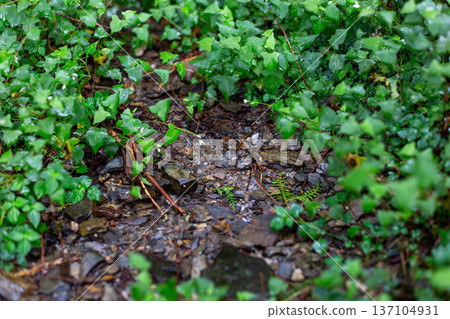 潮濕森林中繁茂的苔蘚與植被地毯 137104931