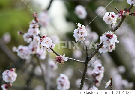 白梅花,梅樹花,春天,二月 白梅花,梅樹花,春天,二月 137105185