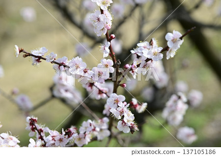 白梅花，梅樹花，春天，二月 137105186