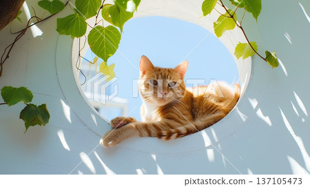 cute orange cat is lying in the window of an all-white minimalist villa, with vines hanging from above and blue sky outside. cute orange cat is lying in the window of an all-white minimalist villa, with vines hanging from above and blue sky outside. 137105473