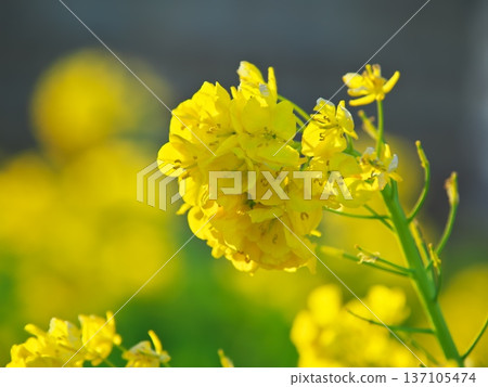 冬日琵琶湖，第一渚公園，早春盛開的綠植 137105474