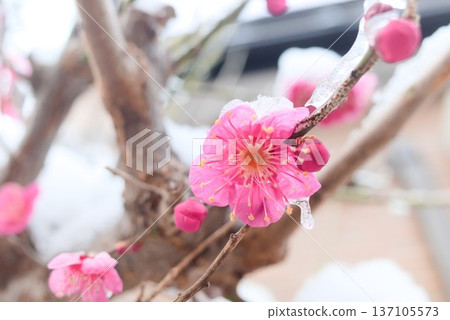 Red plum blossoms covered in snow Red plum blossoms covered in snow 137105573