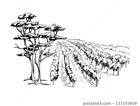 Stylized vineyard landscape, rhythmic grapevine rows across farmland, coastal pine, cedar tree closeup. Ink vector illustration, hand drawn. Wine branding, educational graphics, packaging accents. 137105609