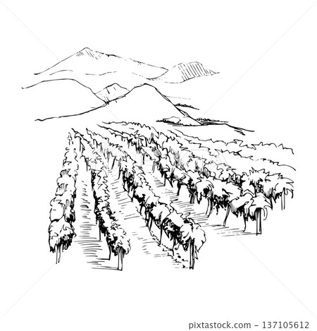 Minimal vineyard landscape composition with repeating vine rows, hills and mountains backdrop. Ink hand drawn vector illustration, isolated. Winery identity, editorial spreads, wine tourism materials. Minimal vineyard landscape composition with repeating vine rows, hills and mountains backdrop. Ink hand drawn vector illustration, isolated. Winery identity, editorial spreads, wine tourism materials. 137105612