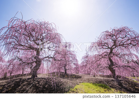 Suzuka Forest Garden: Weeping plum blossoms in full bloom. A tourist spot in Suzuka. A famous flower spot in Mie Prefecture. Suzuka Forest Garden: Weeping plum blossoms in full bloom. A tourist spot in Suzuka. A famous flower spot in Mie Prefecture. 137105646