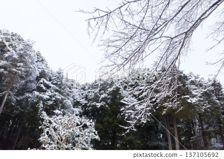 Winter landscape of snow-covered forest and branches 137105692