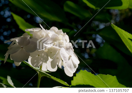 White hydrangeas on a clear day during the rainy season White hydrangeas on a clear day during the rainy season 137105707