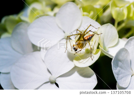 白色繡球花和笹竹蜘蛛 白色繡球花和笹竹蜘蛛 137105708
