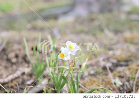 Daffodil flower winter spring park material Daffodil flower winter spring park material 137105725